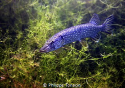 brochet by Philippe Tonacini 